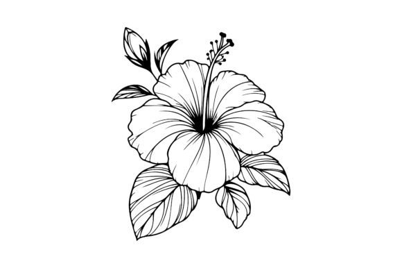 About Hibiscus Flower Outline Vector